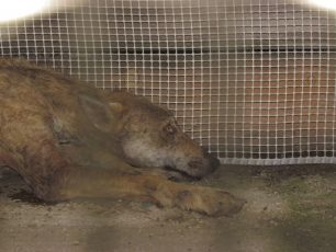 Σέρρες: Γεμάτο σκάγια το σώμα του άρρωστου λύκου